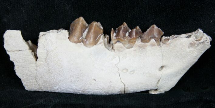 Oreodont (Merycoidodon gracilis) Jaw Section #8850